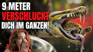 Reticulated Python - 5 snake facts you won't believe
