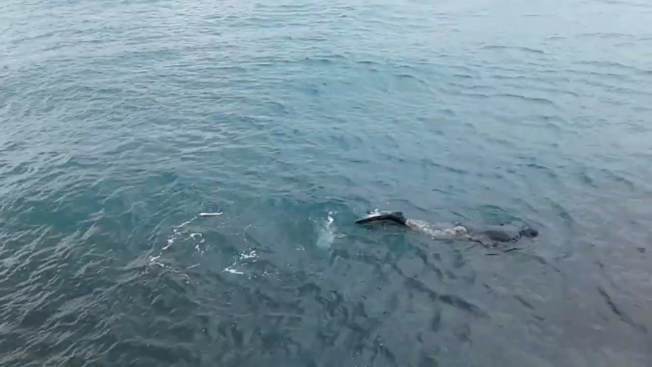 Üsküdar Sahilinde Bir Balıkadam