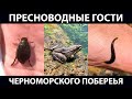 Пресноводные жуки, лягушки и пиявки в Чёрном море