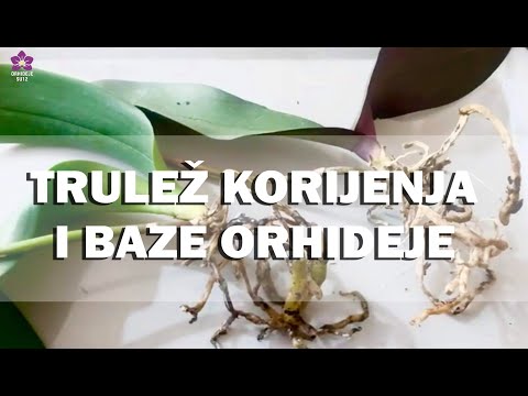 Video: Truljenje korijena i krune kruške Armillaria – Šta uzrokuje trulež Armillaria na stablima kruške