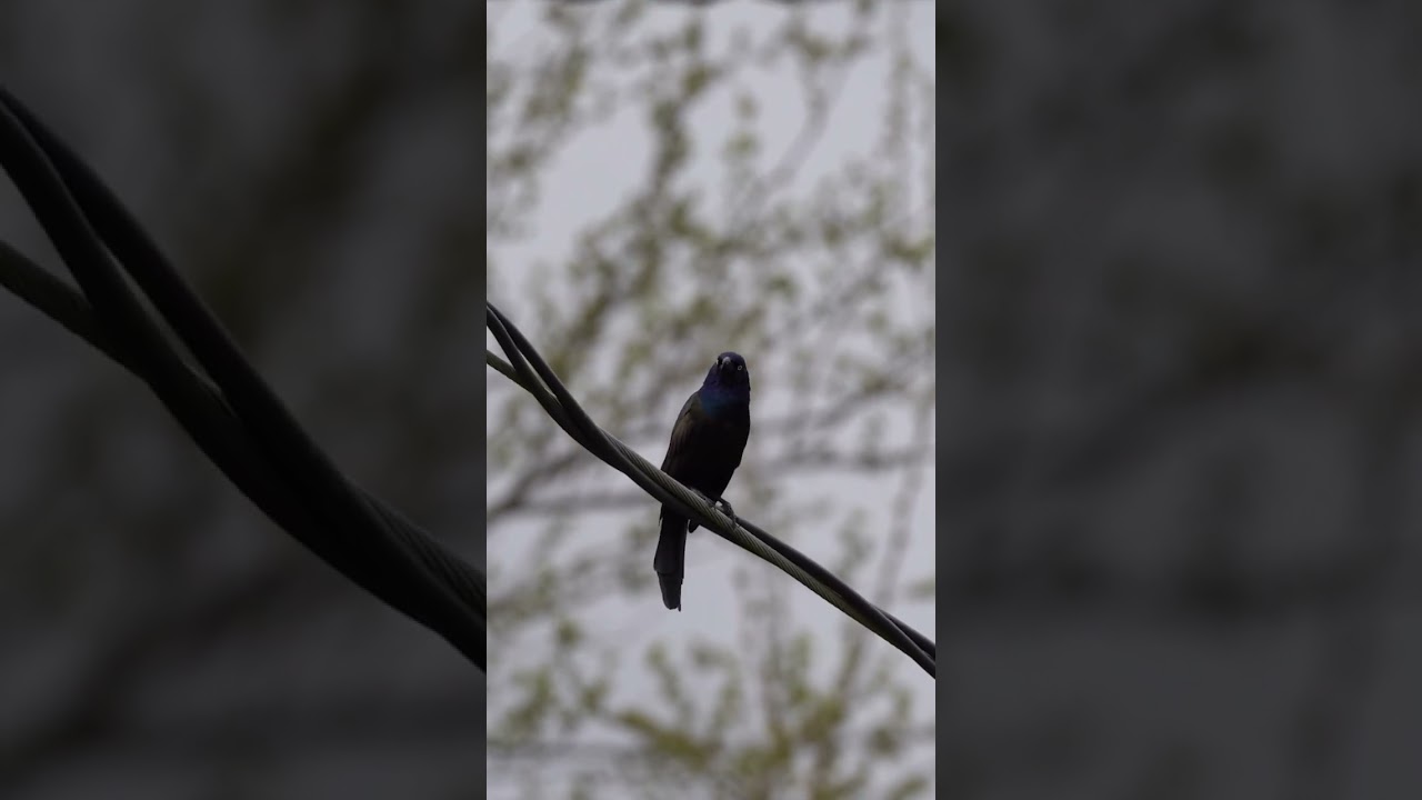 I like to believe that grackles would be metal heads 