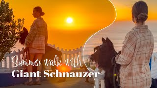 Restful summer walk with my dog 🌺 by Life With Giant Schnauzers 365 views 8 months ago 1 minute, 17 seconds