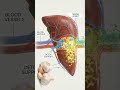 #viral #sciencefacts #shorts #short #biology #garlic #body #heart #explorepage #channel #original