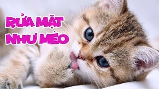 Rửa Mặt Như Mèo - Meo Meo Rửa Mặt Như Mèo - Bé Mon Nhạc Thiếu Nhi Vui Nhộn Sôi Động Hay Nhất