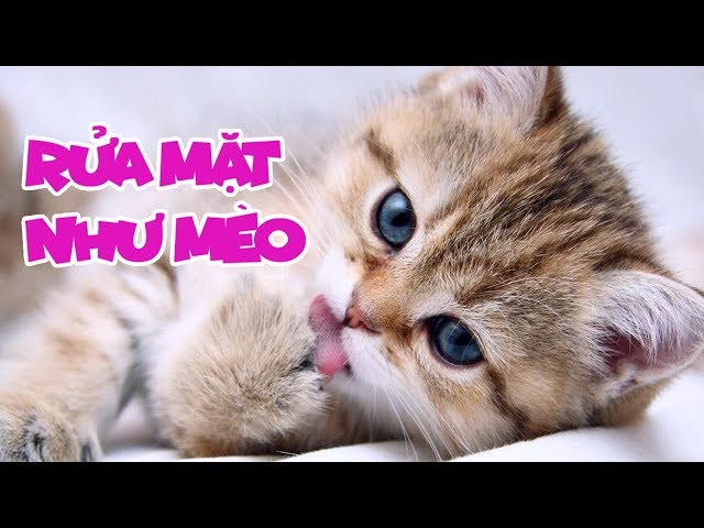 Rửa Mặt Như Mèo - Meo Meo rửa mặt như Mèo - Bé Mon | Nhạc Thiếu Nhi Vui Nhộn Sôi Động Hay Nhất class=