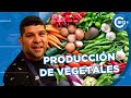 CÓMO ES LA PRODUCCIÓN DE VEGETALES