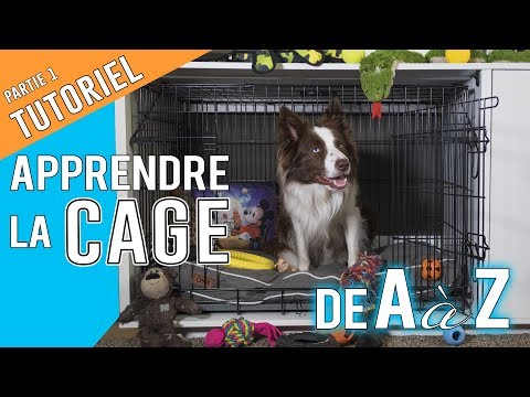 Vidéo: Signes d'une infection par morsure de chien