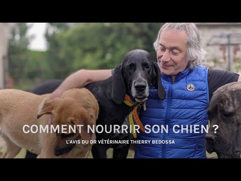 Vidéo: Du vétérinaire: 6 questions à poser sur la nourriture de votre chien