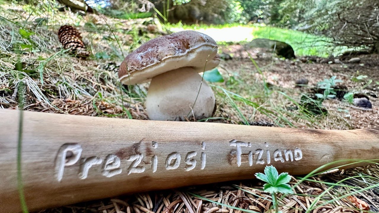 ALLUCINAZIONI DA FUNGHI PORCINI 17 Agosto 2025