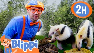 Blippi Meets Cool Animals at the Zoo! | Blippi | Educational Kids Videos | Moonbug Kids