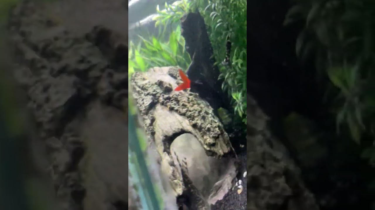 My favourite aquarium fish, red tail shark!. 