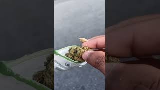 Maconha já vem bolado pra fumar