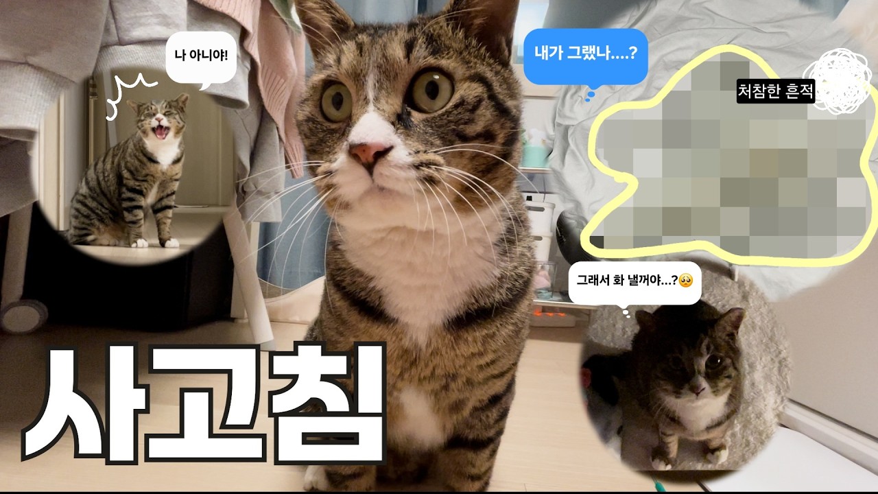 사고친 길냥이..아니 이제 집냥이...