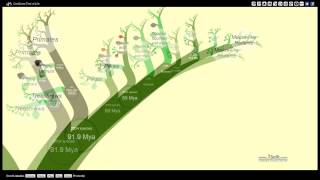 OneZoom Tree of Life