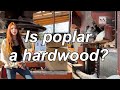 All about poplar whats it good for