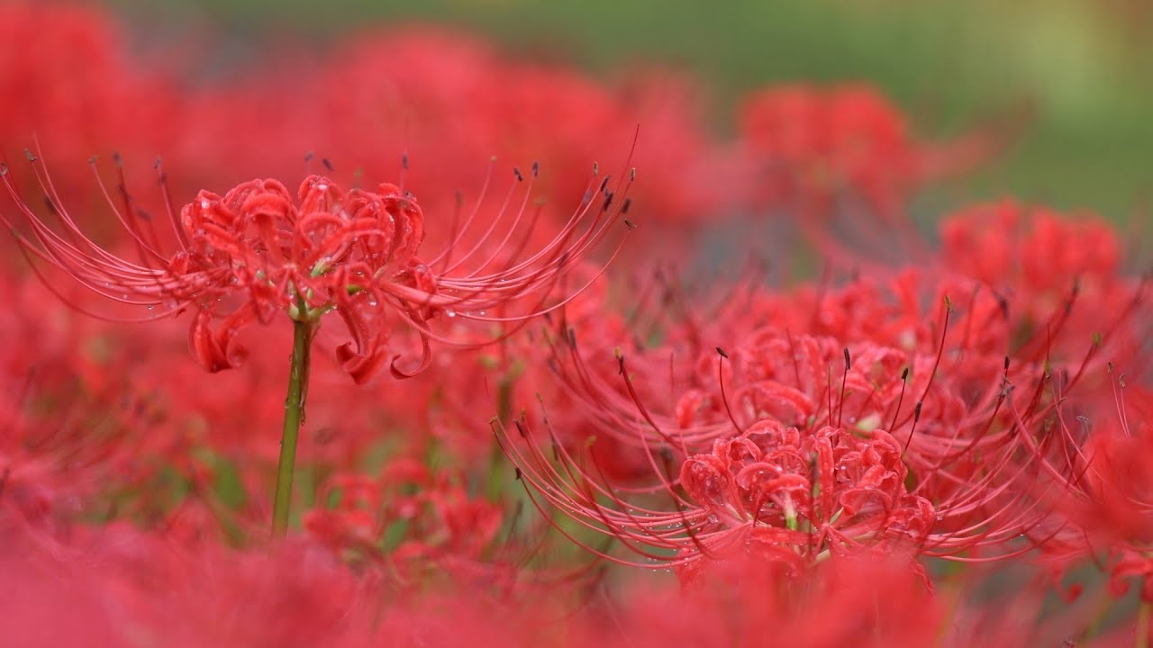 横浜 西方寺の彼岸花 Red Spider Lily Cluster Amaryllis Saihoji Temple Yokohama Youtube