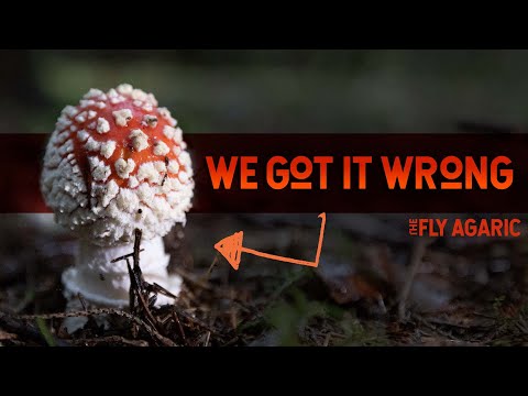 The Misunderstood Magical Mushroom - Amanita muscaria (Fly Agaric)