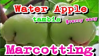 How to marcot water apple(tambis in visayan)2020