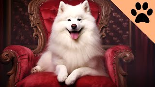Top 10 Most Expensive Dog Breeds in the World by Dog World 538 views 4 months ago 7 minutes, 32 seconds
