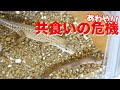 あわや!カナヘビ共食いの危機!