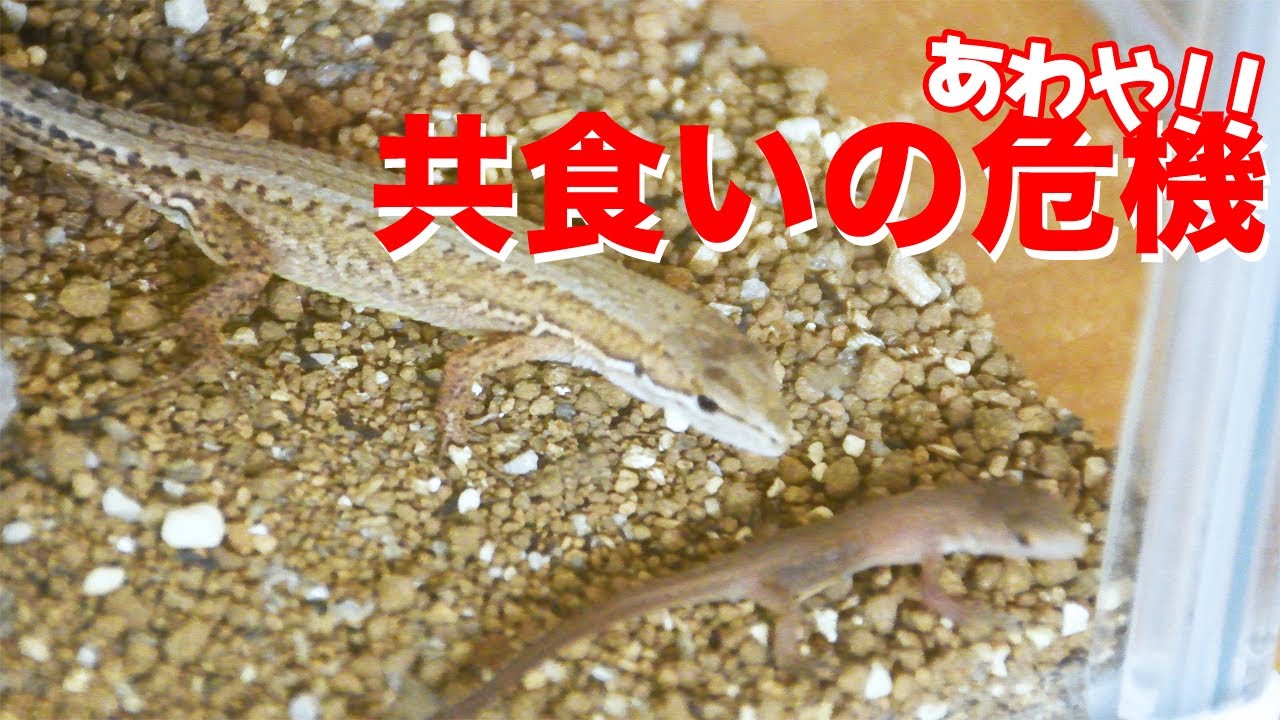 あわや!カナヘビ共食いの危機!