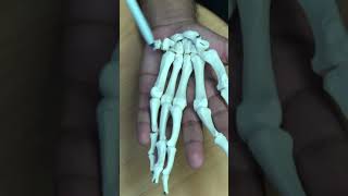 Anatomy of hand bones.