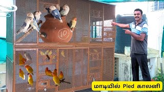 Fisher Pied காலனி இப்பொழுது மாடியில் | vinvin Birds