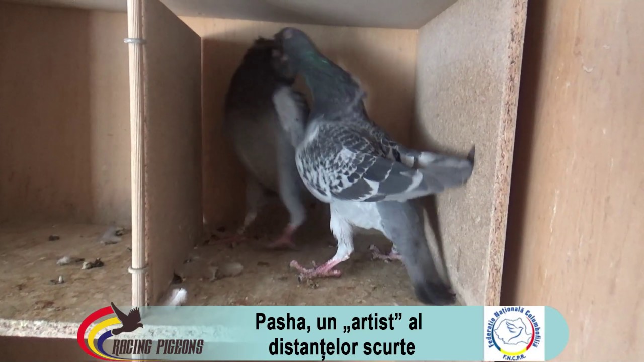 Pasha, un „artist” al distantelor scurte