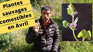 😋🍀🌸PLANTES SAUVAGES COMESTIBLES EN AVRIL😋🍀🌸