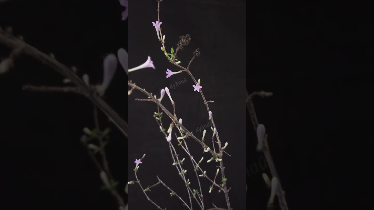 Лептодермис облонга в комнатной содержании, просыпается и зацветает 