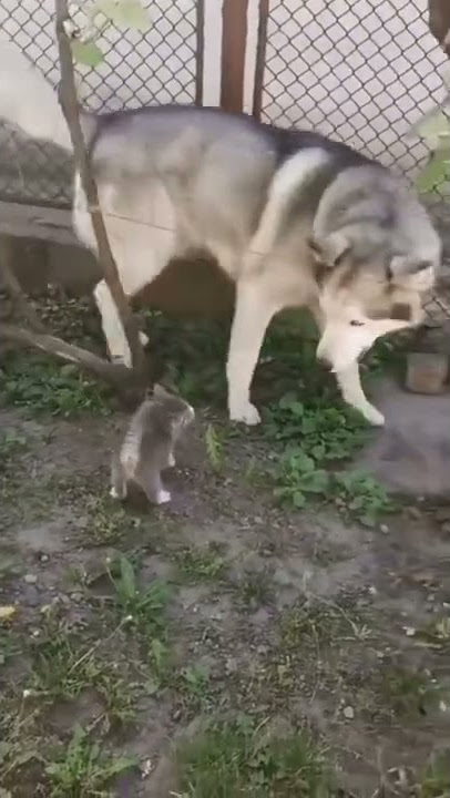 Anjing takut sama kucing kecil😅