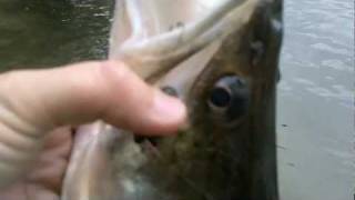 PECHE GROS SANDRE EN GARONNE