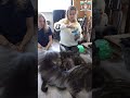 Dit KITTEN ZACHTVOER van LEONARDO vinden ze echt zalig. Leuke TIP voor andere CATTERYS  #shorts