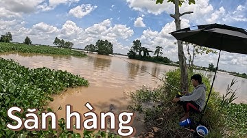 Trở lại điểm câu cũ ở Cồn Khương để săn hàng, bãi câu đẹp có những con rô phi khủng 