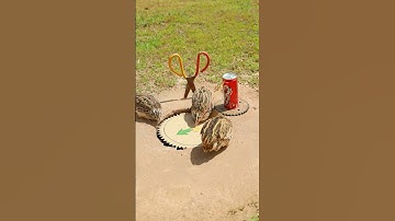 Easy Bird Trap technique - Amazing Quail Trap #simple bird trap #technique #shorts