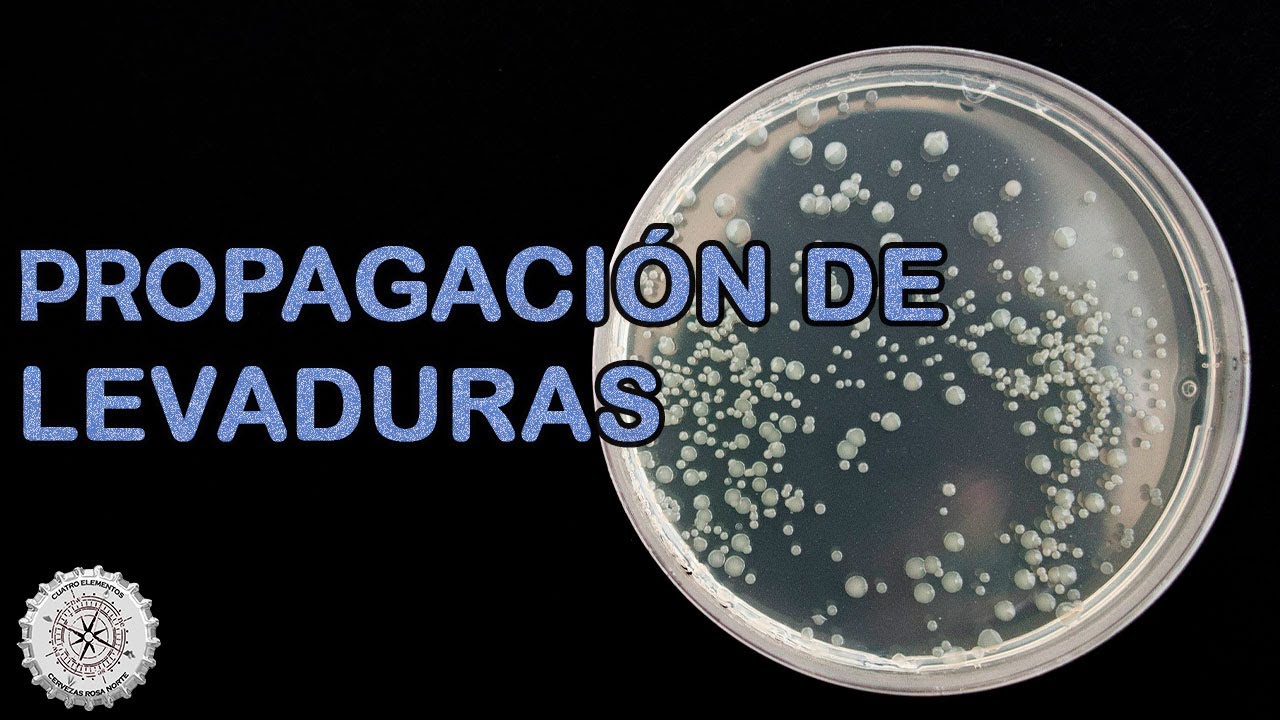 Propagación de levaduras👨🏻‍🔬 [COMO hacer CERVEZA en CASA]