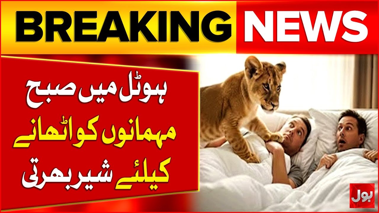 Unique Hotel Where Lion Cubs Wake Up Guests In Morning | Breaking News