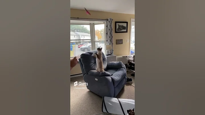 Video 11696551: siamese kitten