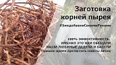 Пырей ползучий - лекарственное растение в составе мягкого слабительного ...
