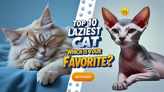 Top 10 Laziest Cat Breeds That Prefer Naps Over Playtime!