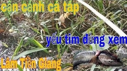 nhấp cá lóc đồng bằng vịt con và những pha xem hấp dẫn#lamtiengiang#