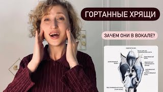 картинка: Хрящи в вокале: щитовидный/перстневидный/черпаловидный. Почему важно о них знать