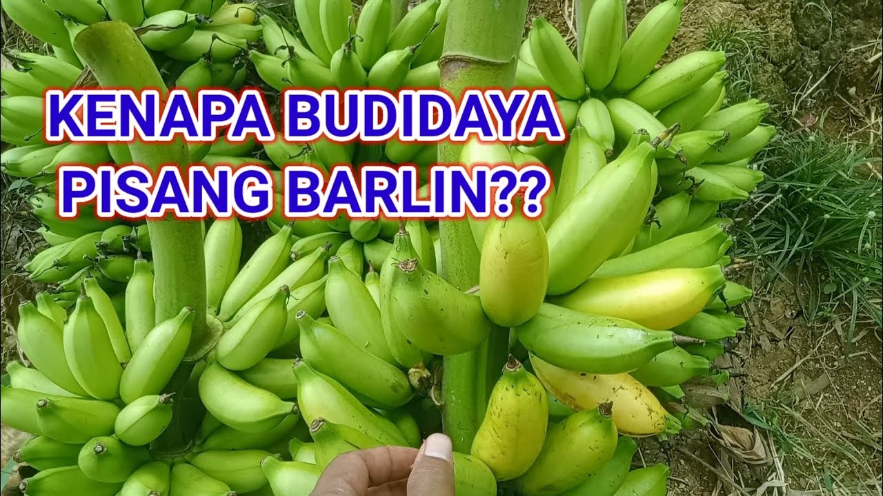 KENAPA BUDIDAYA PISANG BARLIN??