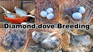 Diamond dove breeding eggs lying to hatching full breed eggs and chicks