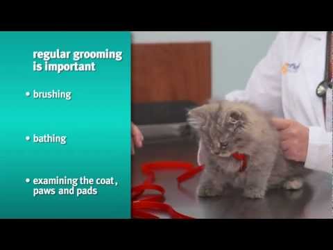 banfield-pet-hospital---preventive-care-for-kittens