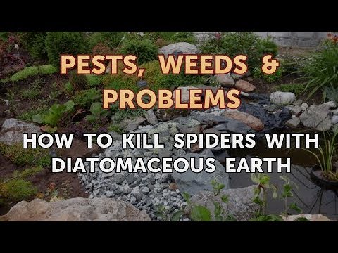 Video: Apakah tanah diatom membunuh laba-laba?