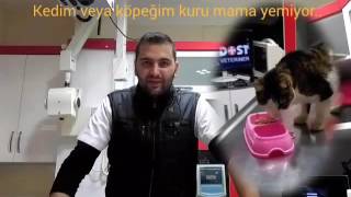 Kedim veya köpeğim neden  kuru mama yemiyor,nasıl alistirabilirim