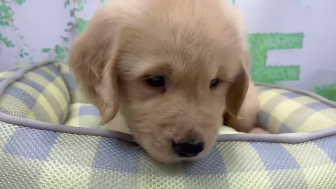 ゴールデン・レトリバーの子犬（オス♂） 尼崎店 No.00769431｜ペット