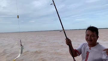 Câu Cảng rập bầy cá Bông Lau giật Cần Mỗi Tay!!Ty Bong Lau Vlog🎣🎣🎣