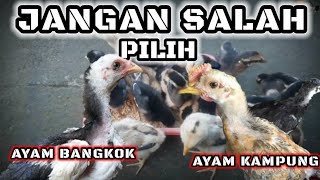 Perbedaan Ayam Bangkok Dan Ayam Kdanung